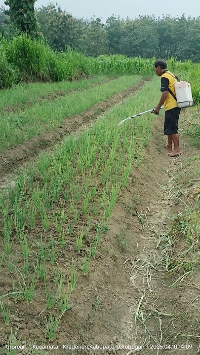 #sawah #fypage #petanimilenial #bawangmerah #fypviralシ #fypviralシ #difarinaindra #adella