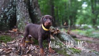 Zaza Litter Puppy Matching Video by Von Hohenhalla Dobermans 344 views 9 months ago 4 minutes, 54 seconds