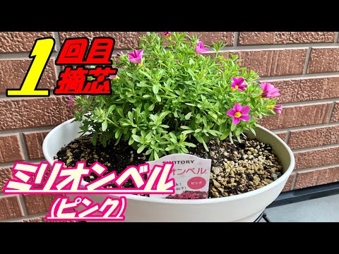 ミリオンベル ピンク の育て方 摘芯1回目 Rainy Days