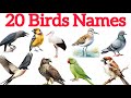 20 Birds Names|पक्षियों के नाम|Birds Names In English|Birds name and Sounds/Birds Names For Kids