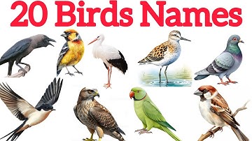 20 Birds Names|पक्षियों के नाम|Birds Names In English|Birds name and Sounds/Birds Names For Kids 