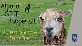 Alpaca SPIT Happens!! | A visit to Kensington Prairie Farm by NoMapsNeededTravel 570 views 3 years ago 18 minutes