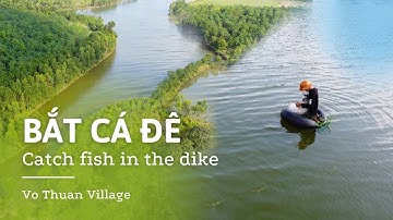 #04 Chỉ 1 lượt giăng lưới và cái kết 4kg cá Rô Phi (Catch Fish In The Dike) / Vo Thuan Village