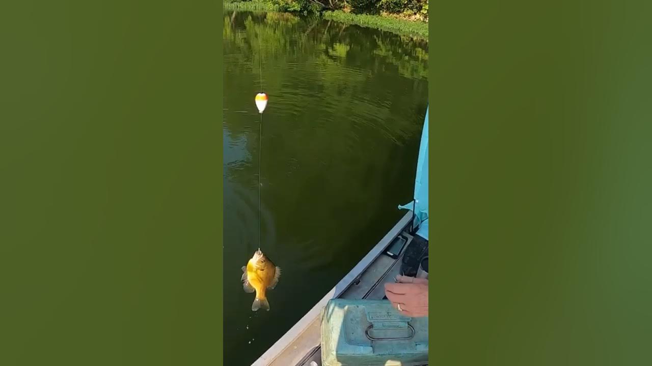 Bluegill Big Enough to Eat a Minnow! 😮 🐠 