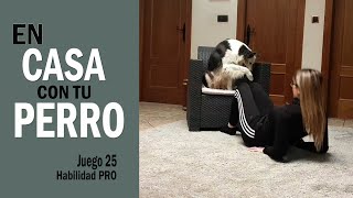 👍 En CASA con tu PERRO 🐕🏠 [JUGAR con tu PERRO en CASA Juego 25 PRO] - Cuarentena by Funny Dogs Training - Maria José García 116 views 4 years ago 9 minutes, 34 seconds