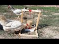 Pet Şişeden Otomatik Tavuk Yemlik Yapımı