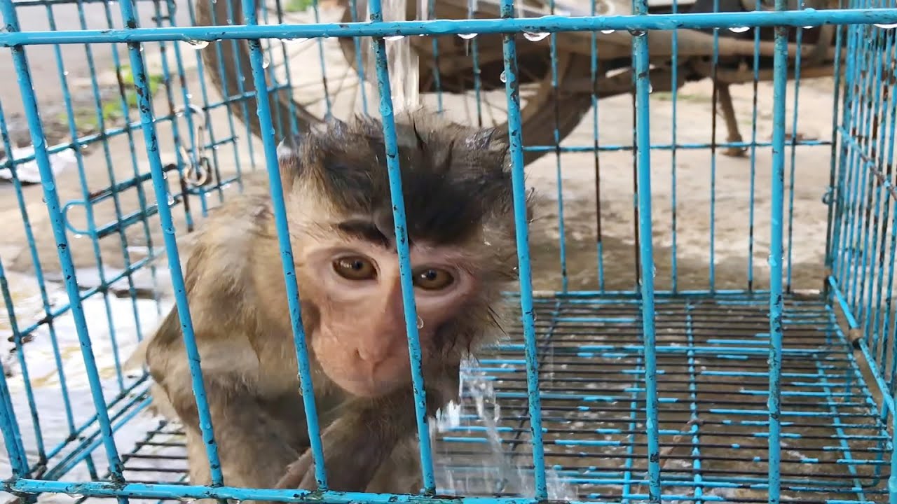 Dad takes care and baths Ticky monkey one last time before bringing Ticky back to the forest