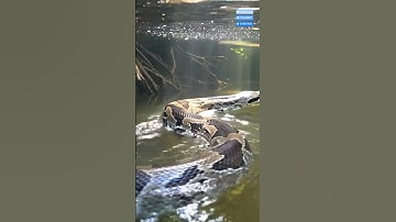 Giant Python Slides Into the River — What Happens Next Will Shock You! 🐍🌊 | PrimorisWild