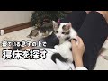 寝ている息子の上で寝ようとする子猫