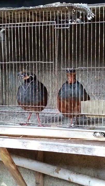 puyuh gonggong gacor suara mantap