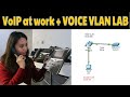 Voip basics  real world implementation  voice vlan configurationpacket tracer