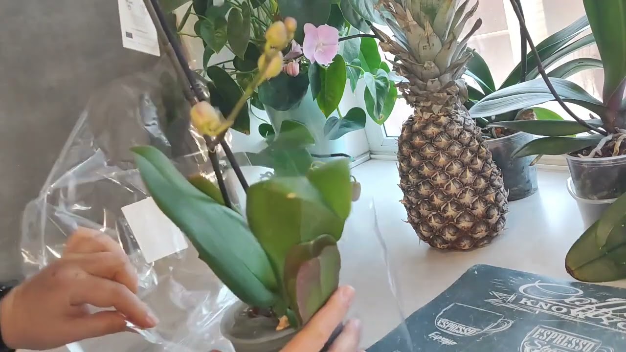 Первое видео и Первая орхидея 2026г. За 1р 99коп.