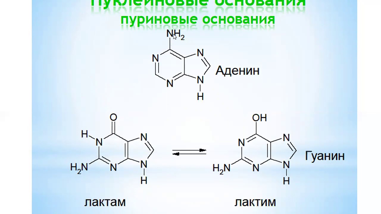 Азотистые основания нуклеиновых кислот. Пуриновые и пиримидиновые нуклеотиды. Нуклеиновые кислоты пуриновые и пиримидиновые основания. Нуклеиновые кислоты биоорганическая химия. Пуриновые азотистые основания.