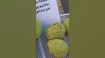 Маклюра или Адамово яблоко. Целебные свойства.