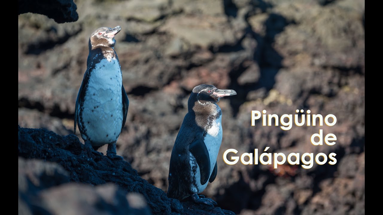 maceta Lechuguilla Rechazo Pinguinos de Galápagos - YouTube