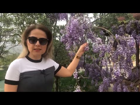 Video: Wisteria Sevgiyle çiçek Açar