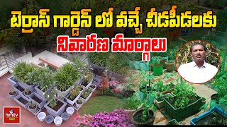 టెర్రాస్ గార్డెన్ లో వచ్చే చీడపీడలకు నివారణ మార్గాలు | Terrace Garden | Nelathalli | hmtv Agri