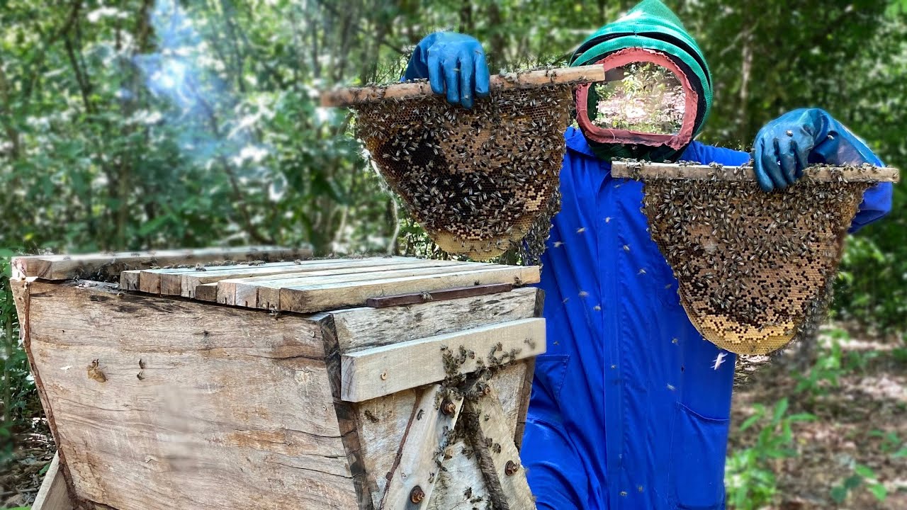 Colmena Kenia || kenya beehive