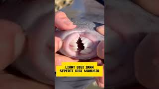 Download Lagu ikan !! gigi nya jelek ❌ ikan gigi nya bagus ✔️. #shorts #ikan #ikanhias #ikanairtawar #ikanlaut MP3 Download Lagu ikan !! gigi nya jelek ❌ ikan gigi nya bagus ✔️. #shorts #ikan #ikanhias #ikanairtawar #ikanlaut MP3
