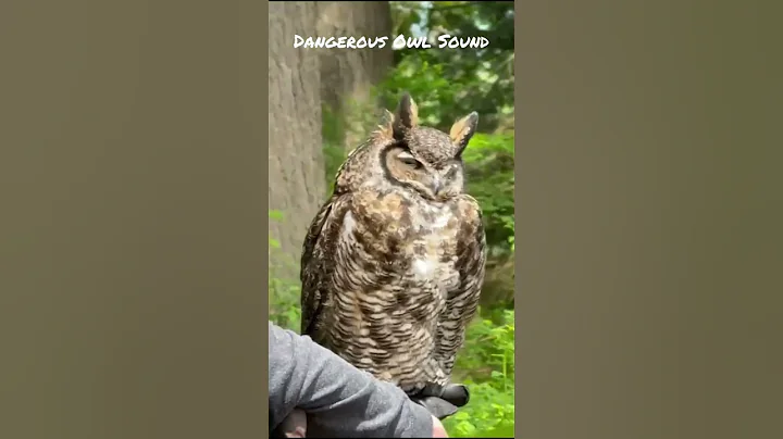 Dangerous Owl Sound । Dangerous Owl Sounds।#animal #shorts #shashikitijori ।