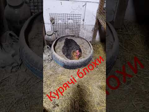 Як врятувати курей