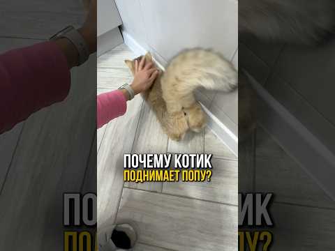 Почему котик поднимает попу когда его гладишь? 🐈