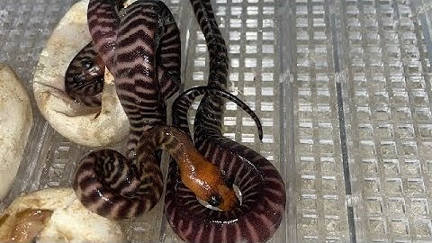 Woma Python breeding