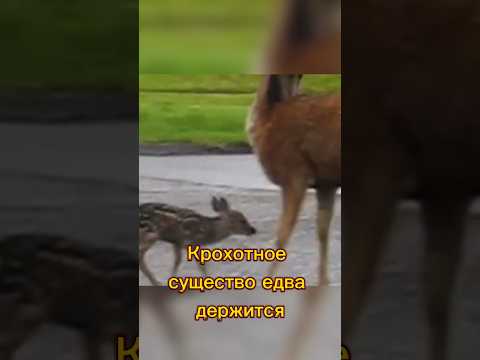 Мама-героиня! Олениха защищает детеныша #deer #nature #dog #wildlife #cat