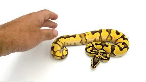 SUPER CLEAN - HI OD ENCHI PASTEL 100% het pied