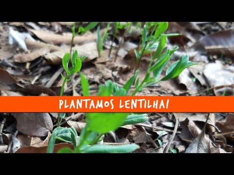 Plantamos LENTILHA