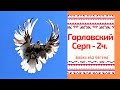 И снова Серпатые Голуби у Осадчего Бориса.