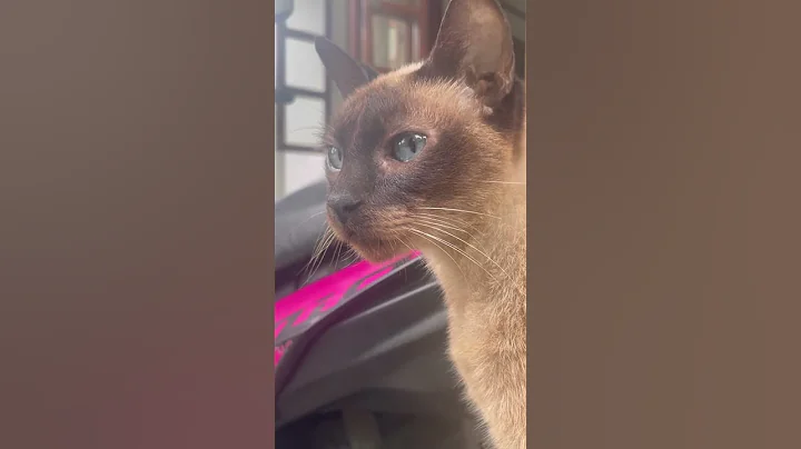 Video 11685301: siamese cat, siamesecat