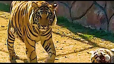 Video 2689481: bengal tiger fight, bengal tiger cat, bengal cat play fight, tiger vs bengal, big bengal tiger, white bengal tiger, wild bengal cat