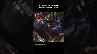 CALIFORNIA FIREFIGHTERSRESCUE TRAPPED DEER