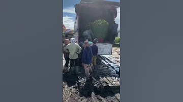 Hoa Cúc Đại Đóa Tết 2025 Ninh Hòa Khánh Hòa D1M2 1M 85 60 Mặt Hoa Tổng Hợp Năm 2022 2023 #shorts