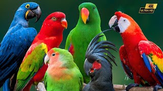 Top Best Bird Songs To Relax With 3 Hours 4K