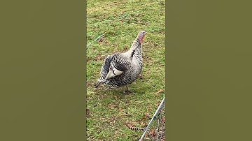 Thumbnail of Turkey Call