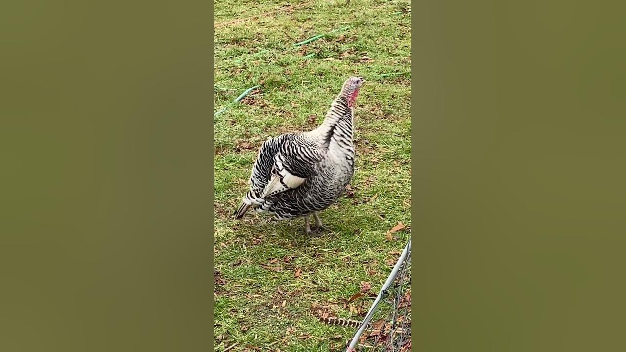 Turkey Call