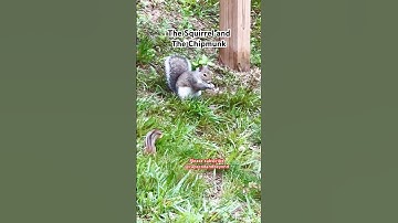 The Squirrel and The Chipmunk #squirrel #chipmunk #wildlife #animals #shorts