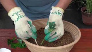 紫陽花の挿木の仕方 Youtube 紫陽花の挿木の仕方 Youtube