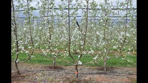 Z. ANP-0131 Four Leader Open Tatura D6 Virus Rootstocks
