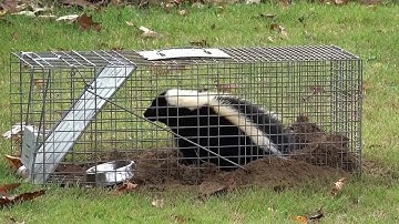 How to Remove Skunk from Havahart Trap from a Safe Distance!