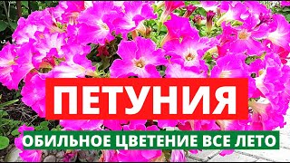 Как сделать чтобы ПЕТУНИИ цвели долго и пышно. Обзор сортов