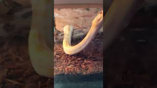 Kiseki burmese python#cz #pets #snake #petsrule #python #reptiles #funny #snakevideo