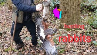 hunting rabbits and Pheasant with Harris hawks and Red tail hawk