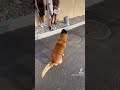 Atom Sauve Un Agent De Sécurité Partie2 Sensibilisation Viral Video Dog Malinois Shorts mp3
