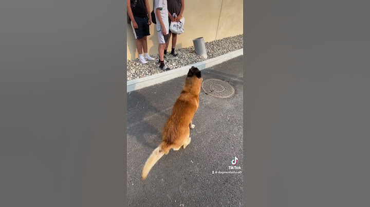 Atom sauve un agent de sécurité🐕 partie2 #sensibilisation #viral #video #dog #malinois #shorts