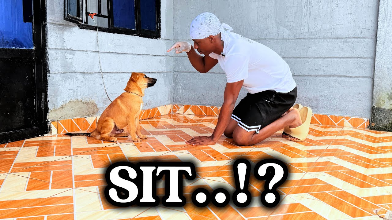 DAY 1 TRAINNING MY DOG SPEED //  NTIYUMVA HABE NAGATO