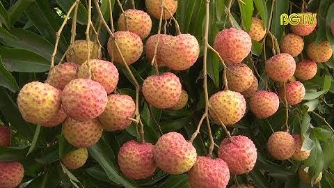 Vải thiều đầu mùa Lục Ngạn tiêu thụ thuận lợi