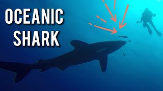 Oceanic SHARK.🔴 Tiburón de Puntas Blancas.🟡4K🟡 Red Sea